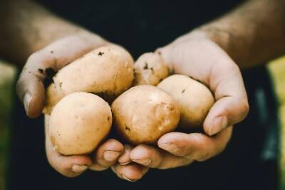 AgroLingua visite PotatoEurope