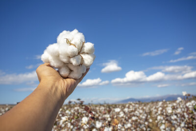 Producteur tenant du coton fraîchement récolté devant un champ de coton