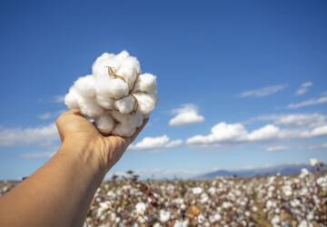Producteur tenant du coton fraîchement récolté devant un champ de coton